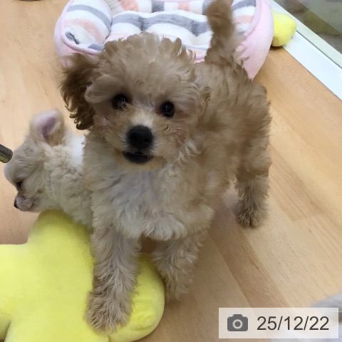 福岡県のトイプードル(トイ) (ペットプラス 福岡店/2025年10月2日生まれ/男の子/アプリコット)の子犬の3枚目の画像