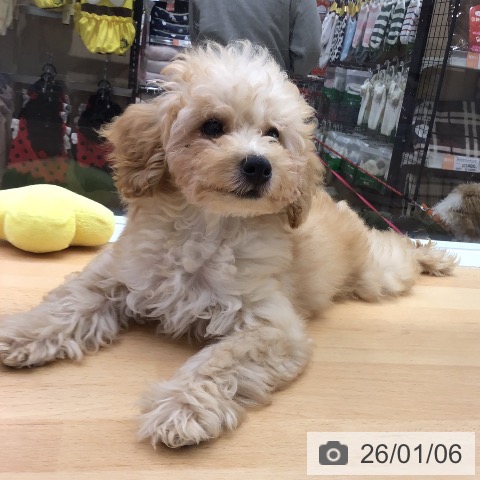 福岡県のトイプードル(トイ) (ペットプラス 福岡店/2025年10月2日生まれ/男の子/アプリコット)の子犬の3枚目の画像