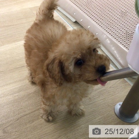 トイ・プードルの写真