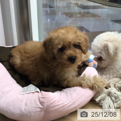 トイ・プードルの写真