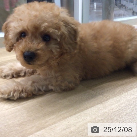 トイ・プードルの写真