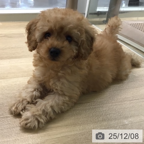 トイ・プードルの写真