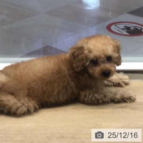 宮崎県のトイプードル(トイ) (ペットプラス 宮崎店/2025年10月2日生まれ/男の子/アプリコット)の子犬の3枚目の画像