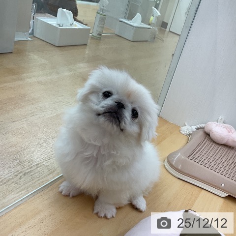 福岡県のペキニーズ (ペットプラス 福岡店/2025年10月4日生まれ/女の子/ホワイト)の子犬の4枚目の画像