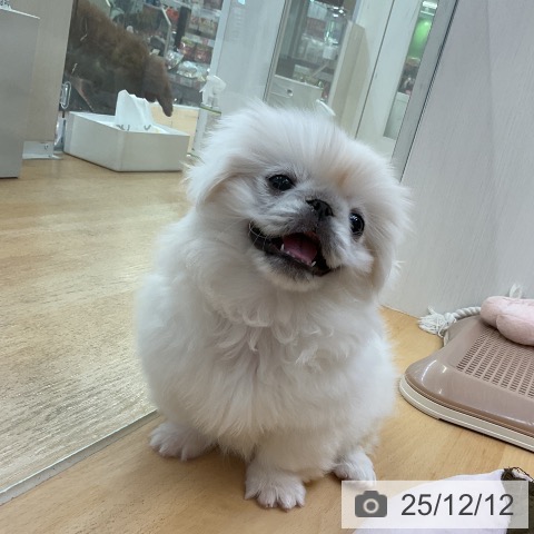 福岡県のペキニーズ (ペットプラス 福岡店/2025年10月4日生まれ/女の子/ホワイト)の子犬の3枚目の画像