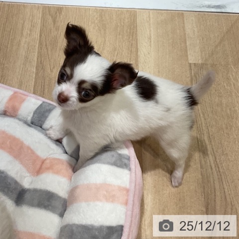 福岡県のチワワ(ロング) (ペットプラス 小倉南店/2025年10月3日生まれ/女の子/チョコレートタンホワイト)の子犬の4枚目の画像