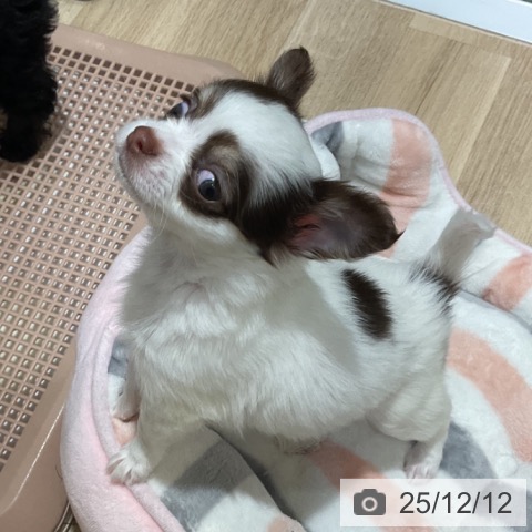 福岡県のチワワ(ロング) (ペットプラス 小倉南店/2025年10月3日生まれ/女の子/チョコレートタンホワイト)の子犬の3枚目の画像