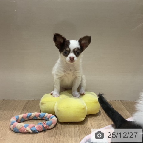 福岡県のチワワ(ロング) (ペットプラス 小倉南店/2025年10月3日生まれ/女の子/チョコレートタンホワイト)の子犬の4枚目の画像