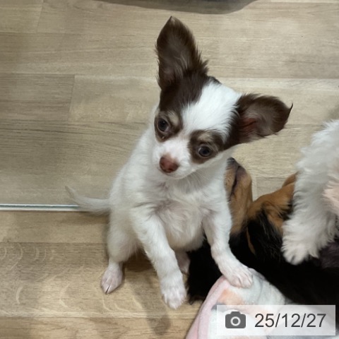 福岡県のチワワ(ロング) (ペットプラス 小倉南店/2025年10月3日生まれ/女の子/チョコレートタンホワイト)の子犬の3枚目の画像