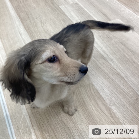 ミニチュア・ダックスフンドの写真