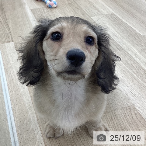 ミニチュア・ダックスフンドの写真