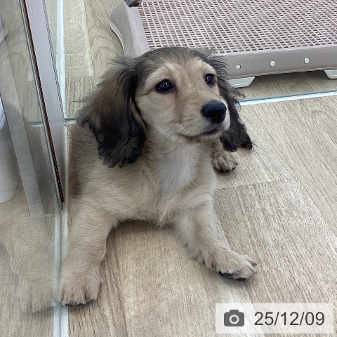 ミニチュア・ダックスフンドの写真