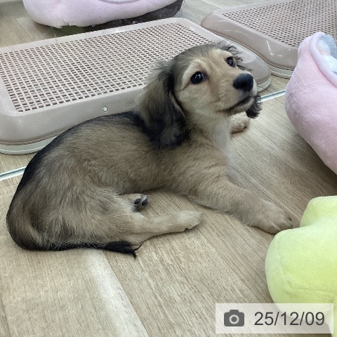 ミニチュア・ダックスフンドの写真