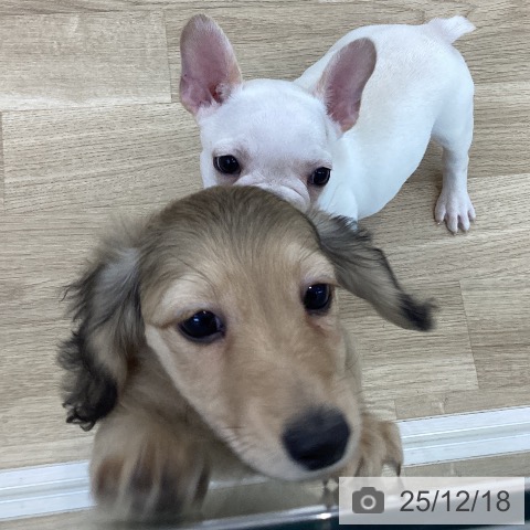 山梨県のミニチュアダックスフンド(ロング) (ペットプラス 甲府国母店/2025年9月30日生まれ/女の子/シェーデットイエロー)の子犬の3枚目の画像