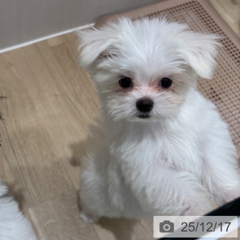 千葉県のマルチーズ (ペットプラス 木更津店/2025年10月4日生まれ/男の子/ホワイト)の子犬の4枚目の画像