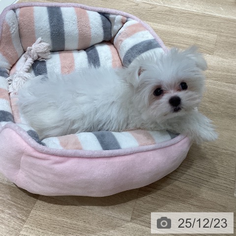 千葉県のマルチーズ (ペットプラス 木更津店/2025年10月4日生まれ/男の子/ホワイト)の子犬の4枚目の画像