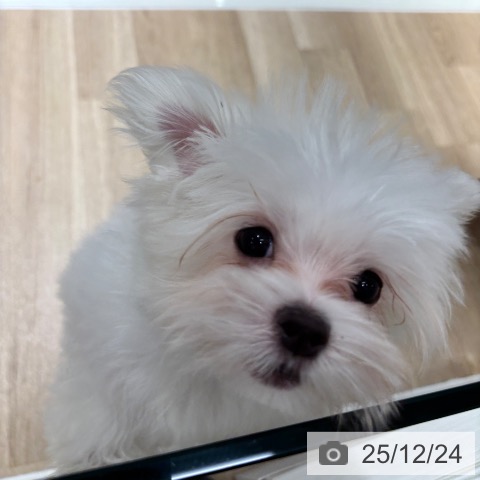 千葉県のマルチーズ (ペットプラス 木更津店/2025年10月4日生まれ/男の子/ホワイト)の子犬の3枚目の画像