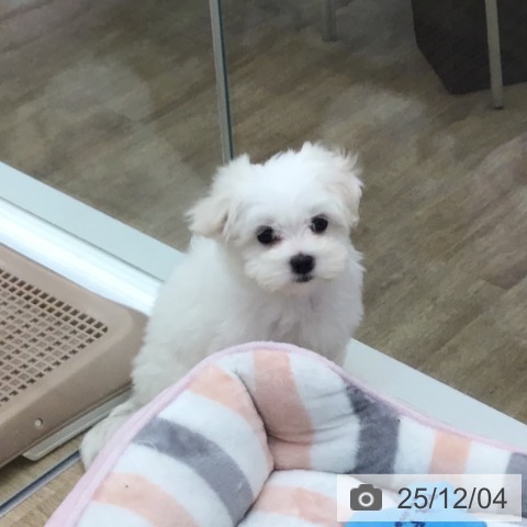 マルチーズの写真