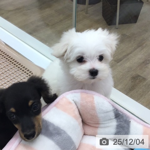 マルチーズの写真