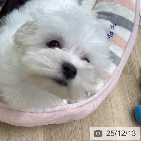 福岡県のマルチーズ (ペットプラス 春日店/2025年10月4日生まれ/女の子/ホワイト)の子犬の3枚目の画像