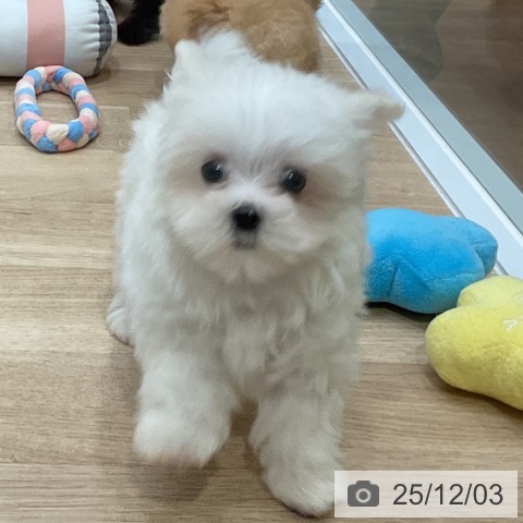 マルチーズの写真