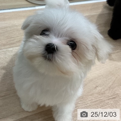 マルチーズの写真