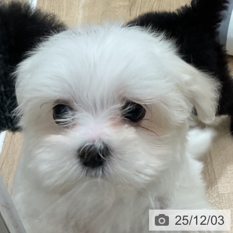 マルチーズの写真
