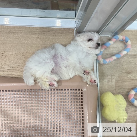 マルチーズの写真