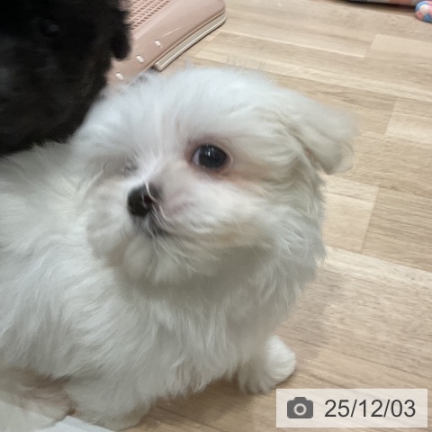 マルチーズの写真