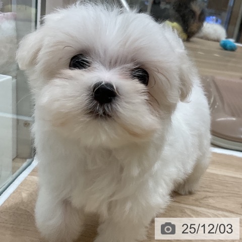 マルチーズの写真