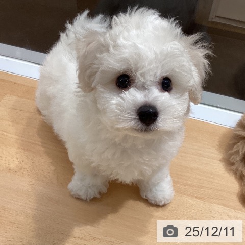 熊本県のビションフリーゼ (ペットプラス 熊本店/2025年10月3日生まれ/男の子/ホワイト)の子犬の4枚目の画像