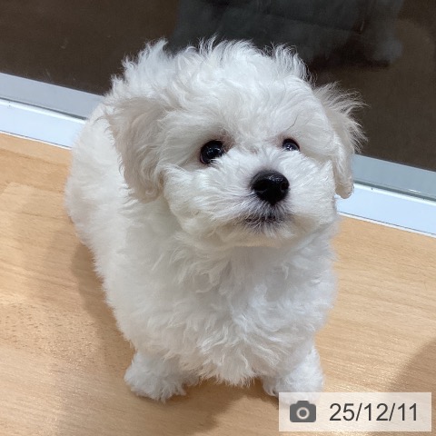 熊本県のビションフリーゼ (ペットプラス 熊本店/2025年10月3日生まれ/男の子/ホワイト)の子犬の3枚目の画像