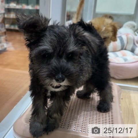 大阪府のミニチュアシュナウザー (ペットプラス 四條畷店/2025年10月4日生まれ/男の子/ソルトペッパー)の子犬の4枚目の画像