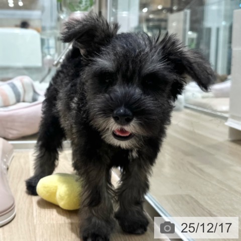 大阪府のミニチュアシュナウザー (ペットプラス 四條畷店/2025年10月4日生まれ/男の子/ソルトペッパー)の子犬の3枚目の画像