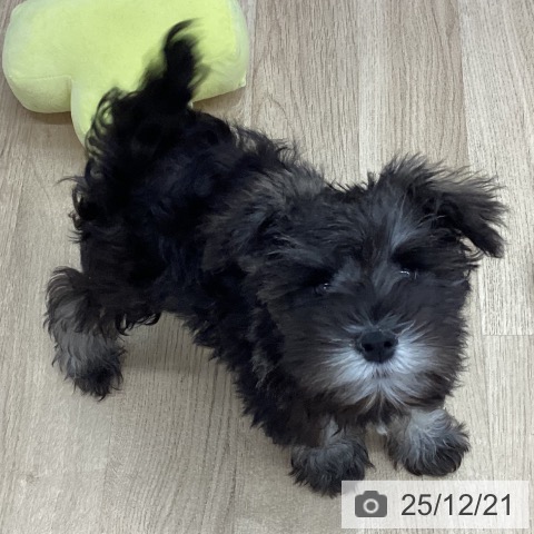 新潟県のミニチュアシュナウザー (ペットプラス 新潟南店/2025年10月4日生まれ/男の子/ソルトペッパー)の子犬の4枚目の画像