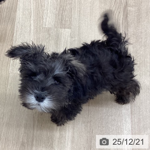 新潟県のミニチュアシュナウザー (ペットプラス 新潟南店/2025年10月4日生まれ/男の子/ソルトペッパー)の子犬の3枚目の画像