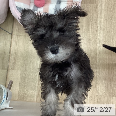 新潟県のミニチュアシュナウザー (ペットプラス 新潟南店/2025年10月4日生まれ/男の子/ソルトペッパー)の子犬の3枚目の画像