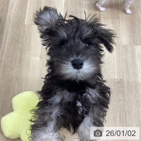 新潟県のミニチュアシュナウザー (ペットプラス 新潟南店/2025年10月4日生まれ/男の子/ソルトペッパー)の子犬の3枚目の画像