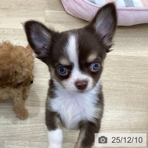 群馬県のチワワ(ロング) (ペットプラス 前橋店/2025年9月29日生まれ/男の子/チョコレートタンホワイト)の子犬の4枚目の画像