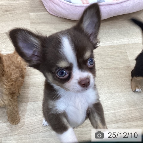 群馬県のチワワ(ロング) (ペットプラス 前橋店/2025年9月29日生まれ/男の子/チョコレートタンホワイト)の子犬の3枚目の画像