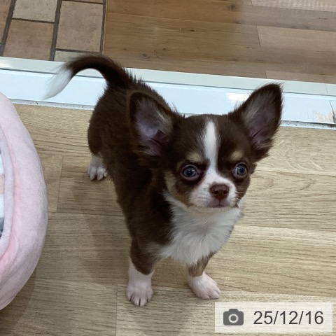 チワワの写真