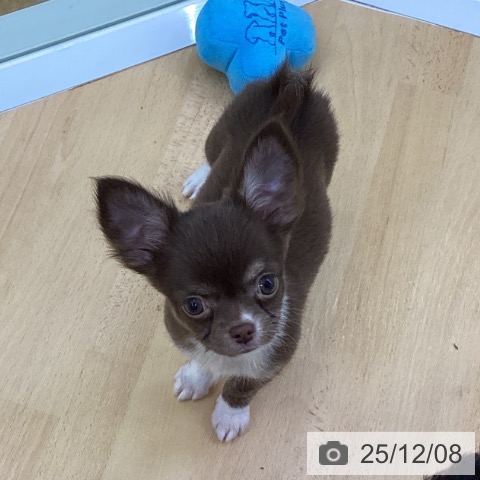 チワワの写真