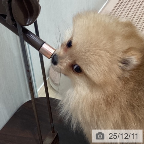 宮城県のポメラニアン (ペットプラス 仙台泉大沢店/2025年10月4日生まれ/男の子/オレンジ)の子犬の4枚目の画像