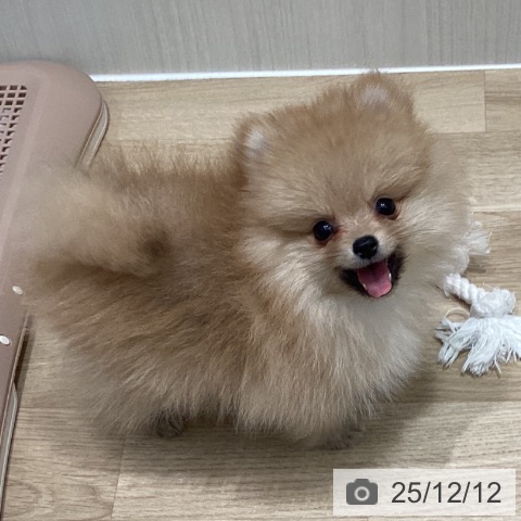 宮城県のポメラニアン (ペットプラス 仙台泉大沢店/2025年10月4日生まれ/男の子/オレンジ)の子犬の3枚目の画像