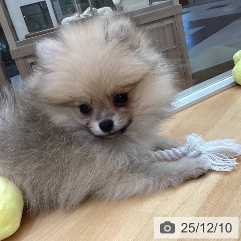 ポメラニアンの写真