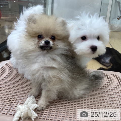 埼玉県のポメラニアン (ペットプラス 浦和美園店/2025年10月4日生まれ/女の子/ウルフセーブル)の子犬の3枚目の画像