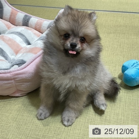 ポメラニアンの写真