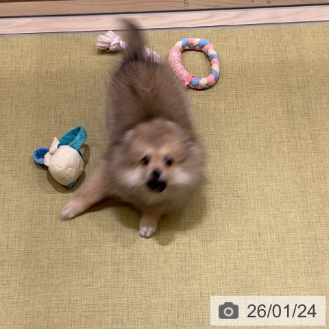 福島県のポメラニアン (ペットプラス イオンタウン郡山店/2025年10月4日生まれ/女の子/クリームセーブル)の子犬の4枚目の画像