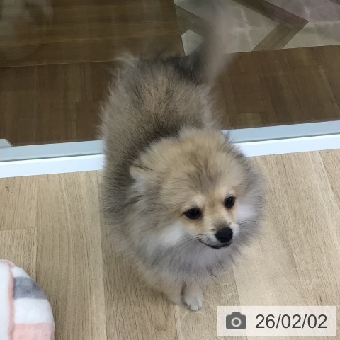 福島県のポメラニアン (ペットプラス 福島店/2025年10月4日生まれ/女の子/クリームセーブル)の子犬の4枚目の画像