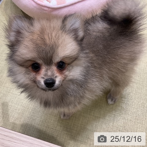 福島県のポメラニアン (ペットプラス イオンタウン郡山店/2025年10月4日生まれ/女の子/クリームセーブル)の子犬の3枚目の画像